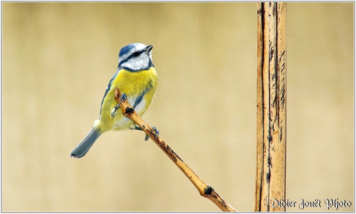 Mésange Bleue (5) - Cyanistes caeruleus
