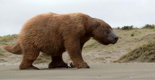 Mégafaune, des animaux incroyables