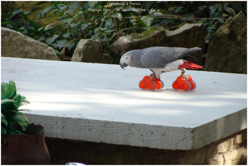 Tropical Parc St Jacut les Pins - 56 -