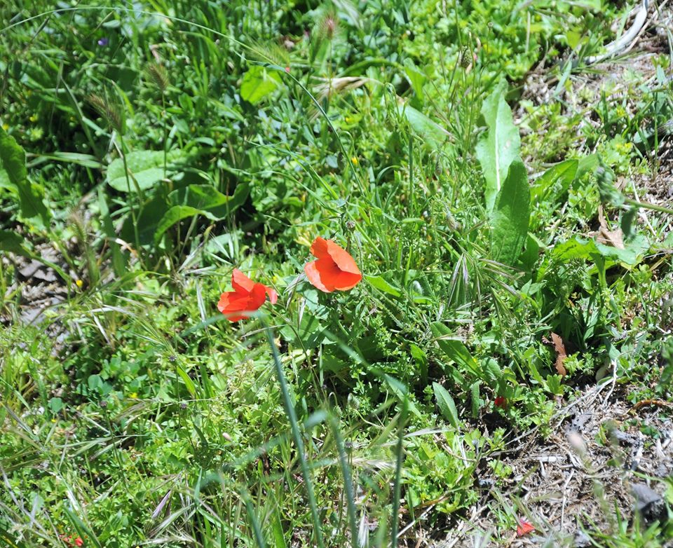 Les quelques fleurs rencontrées sur l'île de Porquerolles !