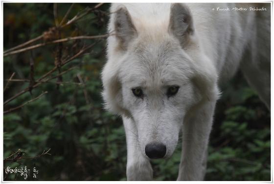 Loup du Mackenzie ( Canis lupus machenzii )