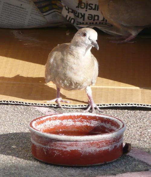 Cocotte, tourterelle rieuse (2)