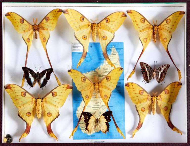 LEPIDOPTERES 3