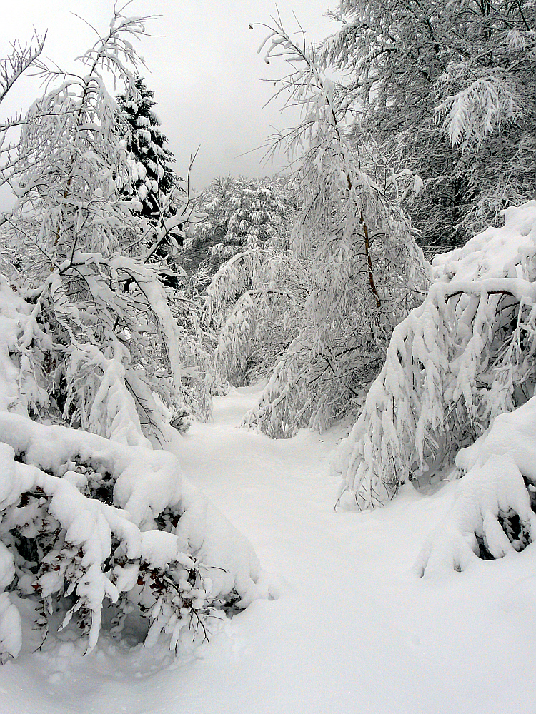 14 décembre 2008: le ciel s'est mis à solder le blanc - Route forestière de Picon - Milhas - 31