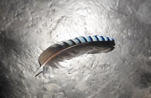 ... j'ai une plume de geai...!