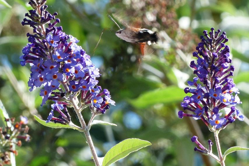 Le Sphinx Colibri