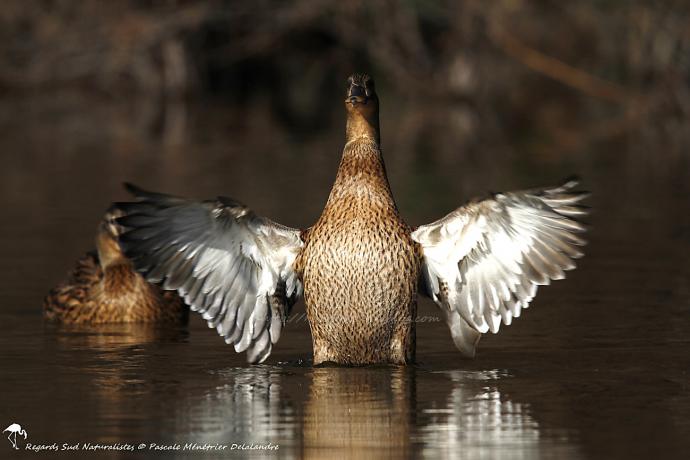 Canard colvert ♀