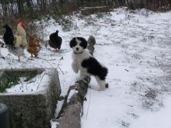 Joune et les poules