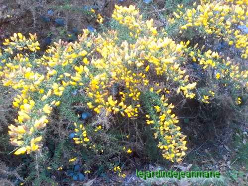 les genêts / Genista / dans la forêt ils sont en pleines fleurs