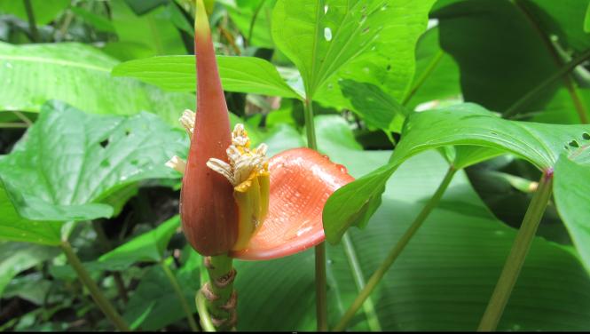 MARTINIQUE AOUT 2017 FLEURS ET FRUITS