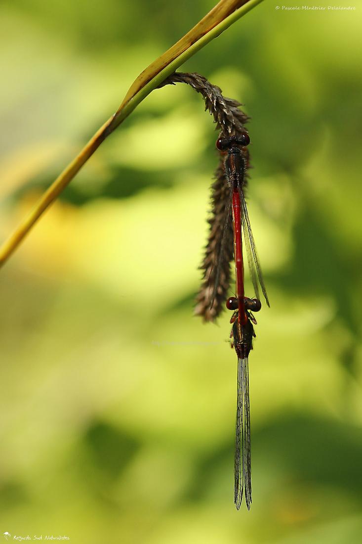 Cériagrion délicat - Ceriagrion tenellum (de Villers, 1789)