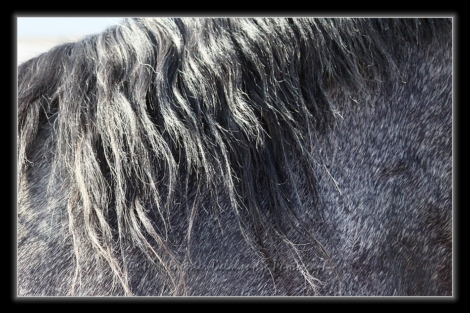 Equisud 2011 - Pure Race Espagnole...