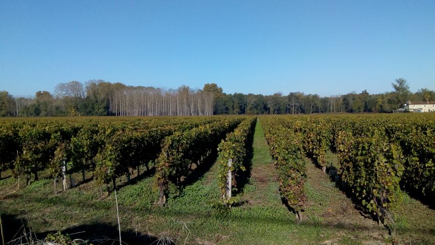 balade dans le Sauternais,ces chateaux,ces vignobles,,