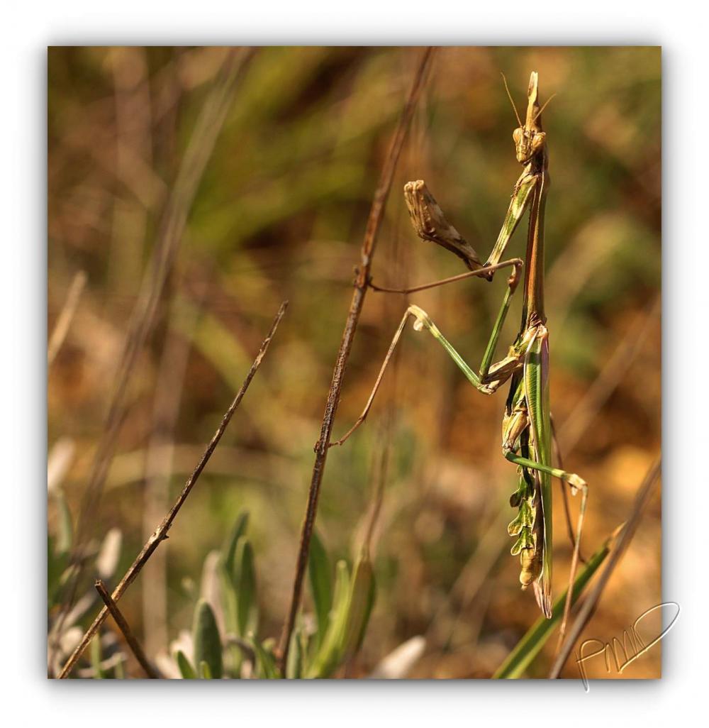 Empuse commune ♀ - Empusa pennata