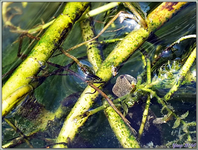 Un petit museau dépasse de l'eau et ... rate sa proie : c'est un triton - Lartigau - Milhas - 31