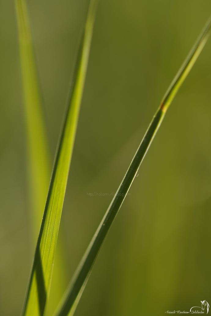 Le nez dans l'herbe
