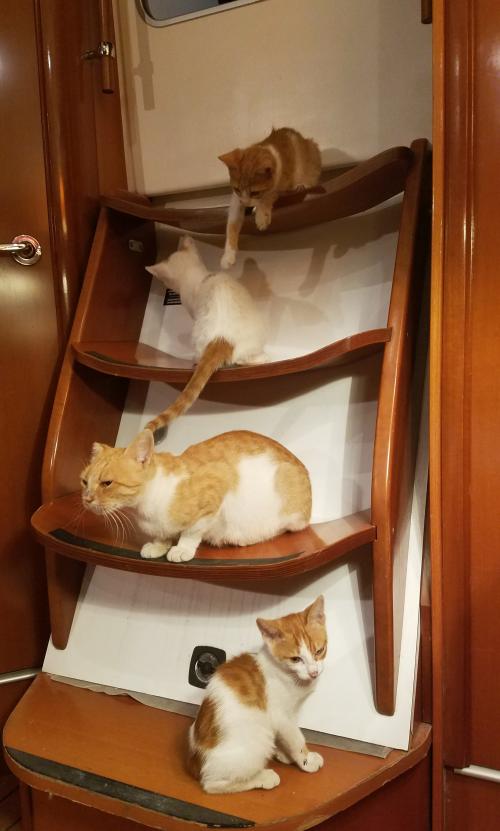 Dans "chantier" y'a "chat" !