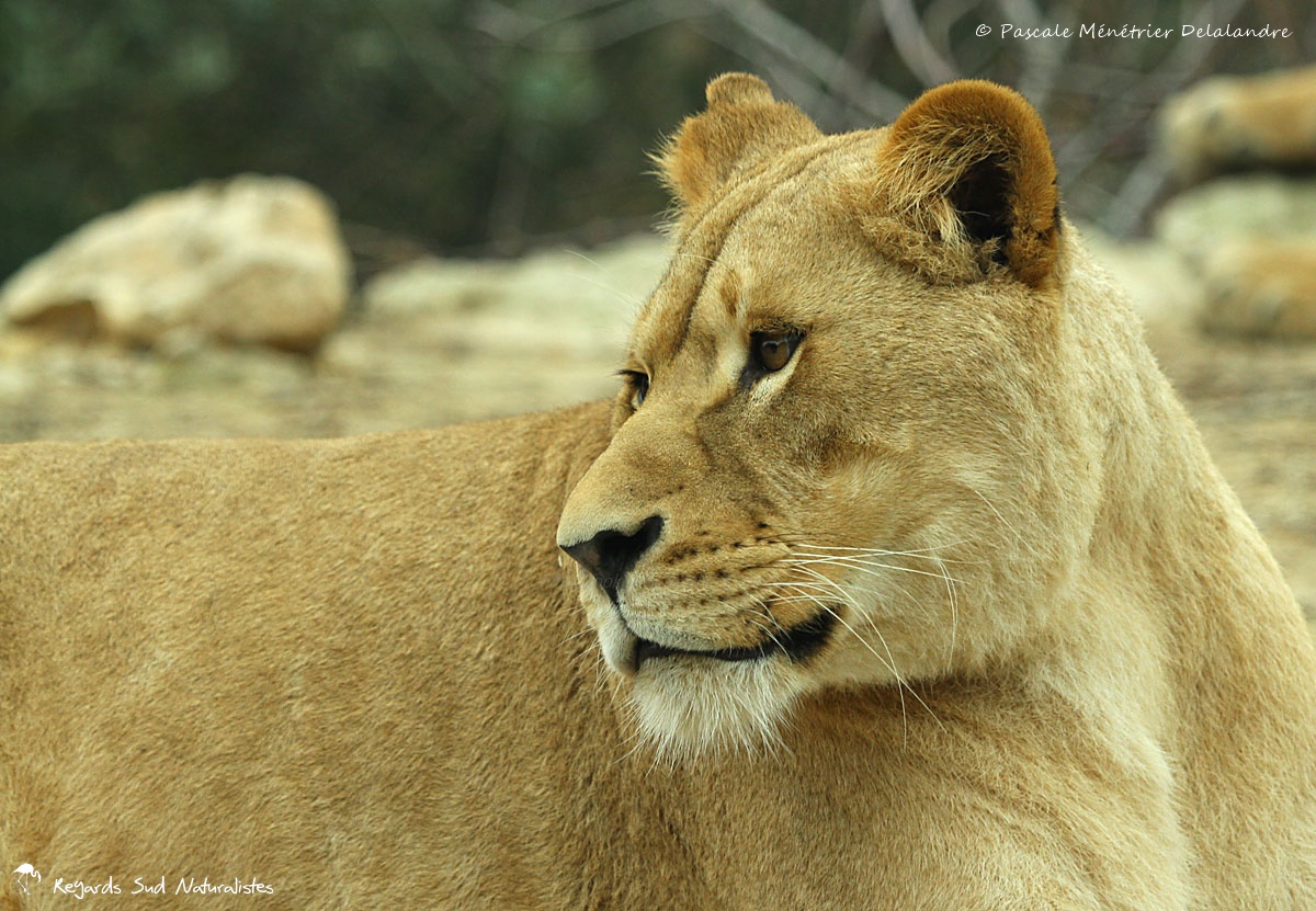 Lionnes