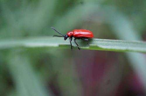 mince du rouge vif dans le jardin