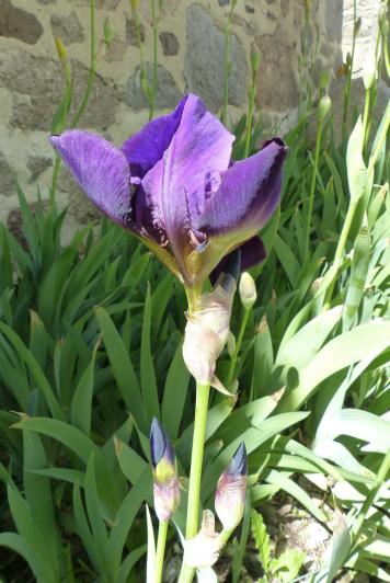 Iris :