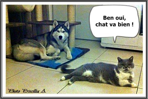 Chat se passe bien ? (5 mars 2015)