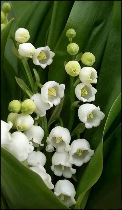 Muguet