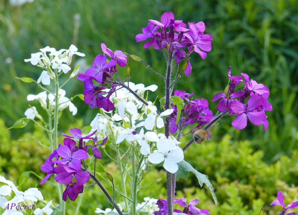 Jardin des Plantes en fête