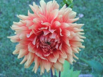 DSCN0227