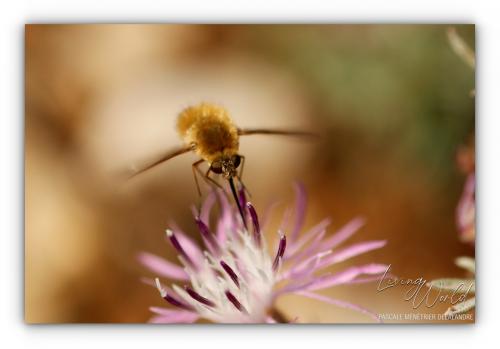 Bombyle minor