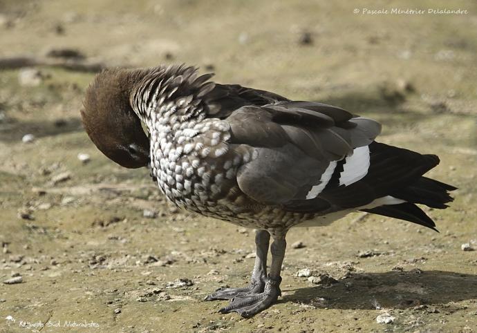 Canard à crinière