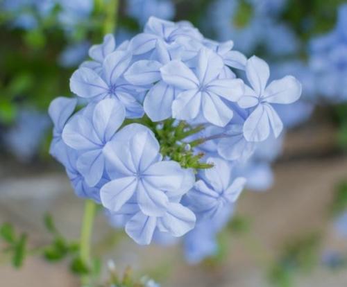 Fleurs cultivées : Plumbago