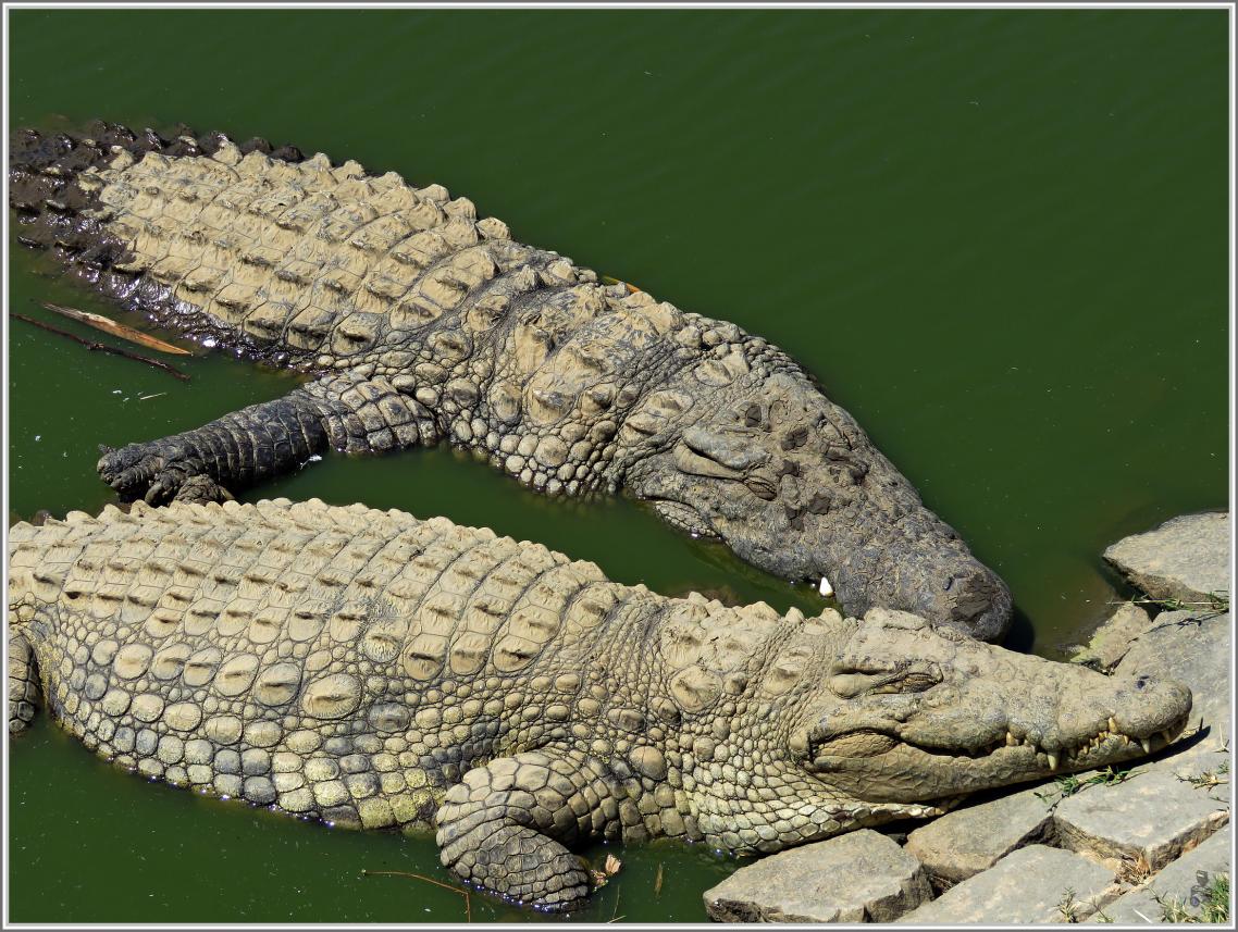 CROCRODILES  SUITE du voyage 