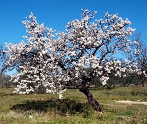 Arbre fruitier : Amandier
