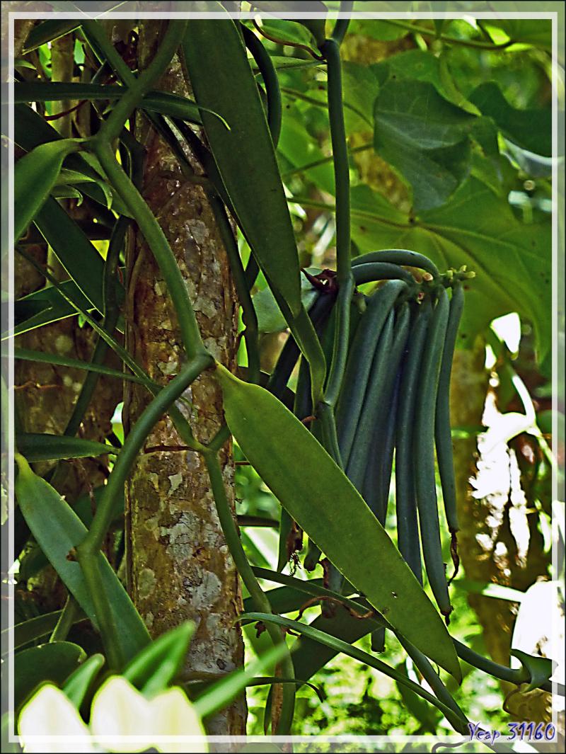 Extrême est de Tahaa : nous allons faire un tour dans "la Vallée de la vanille" - Polynésie française