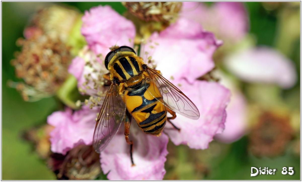 Eristale des Fleurs (4) - Myathropa florea