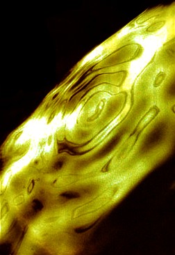 Génèse cosmologique