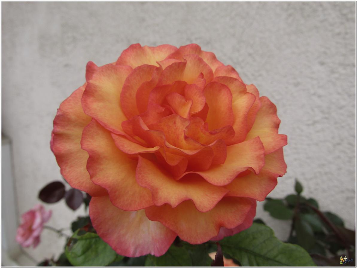 2024  LES ROSES DU JARDIN 