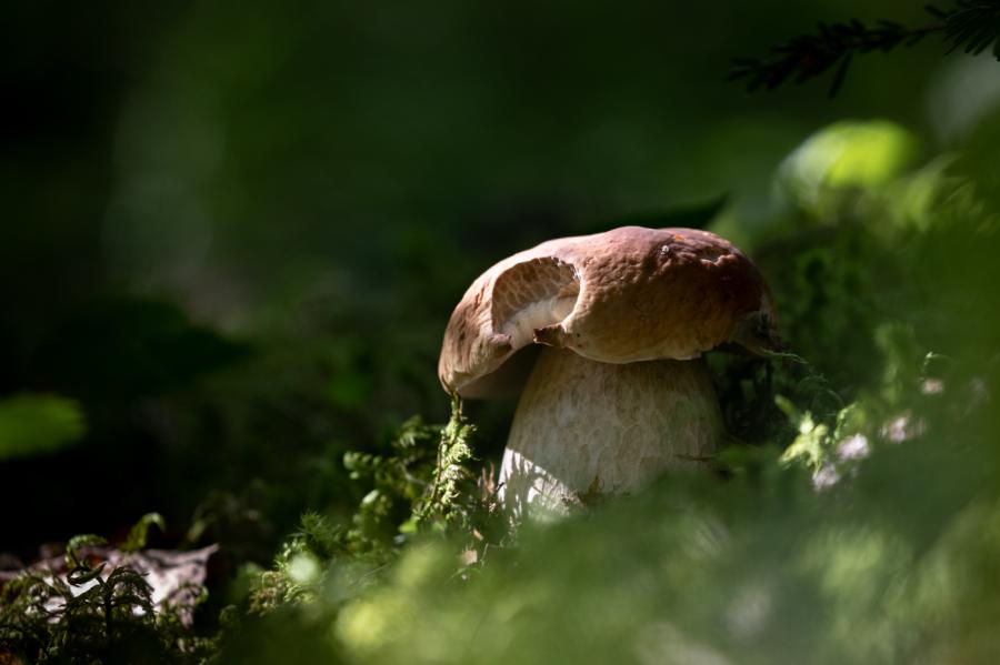 bolet cèpe