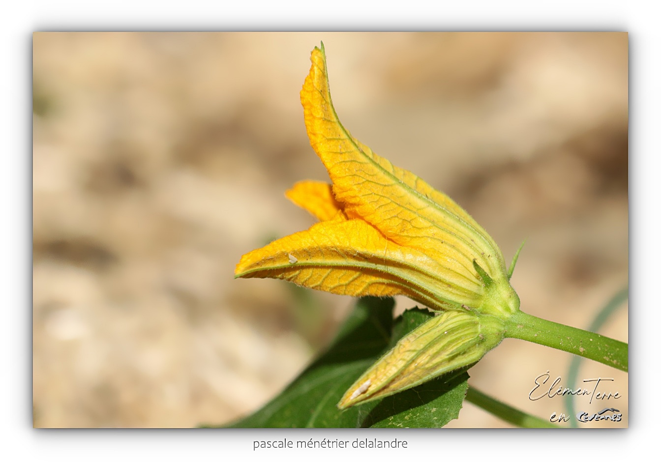 Fleur de Courgette