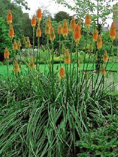 Fleurs cultuvées : Kniphofia