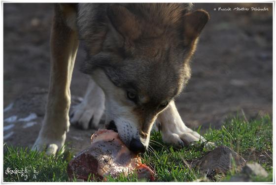 Loups de Sibérie (Canis lupus albus)