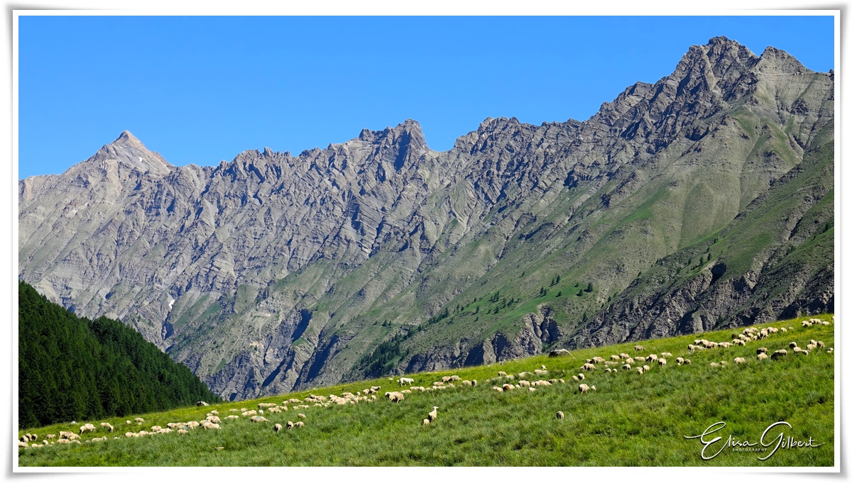 Le lac des Sagnes (Mercantour)
