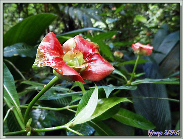 Blog de images-du-pays-des-ours : Images du Pays des Ours (et d'ailleurs ...), Fleur appelée: le baiser de prostituée (Psychotria elata) - Puerto Viejo de Talamanca - Costa Rica