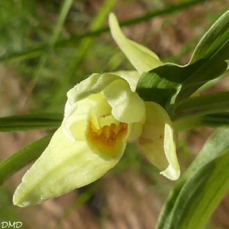 Cephalanthera damasonium   -   céphalanthère de Damas