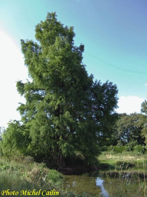 Un arbre rare et insolite à Châtillon sur Seine...