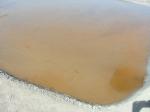 Microalgue_Dunaliella_salina