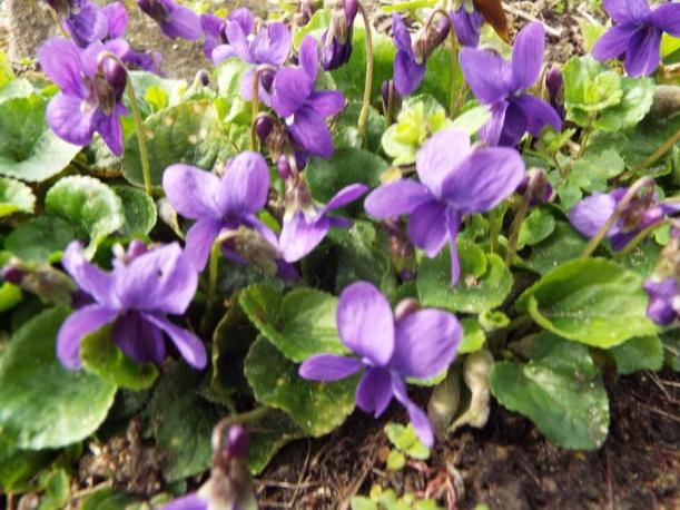 Violettes 
