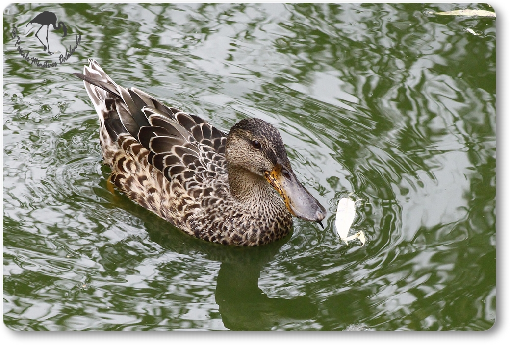 Canard Souchet...