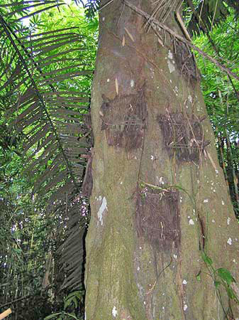 Indonesie Tau Tau Tona Toraja Sulawesi