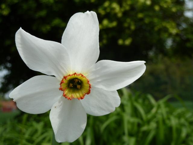 jonquilles